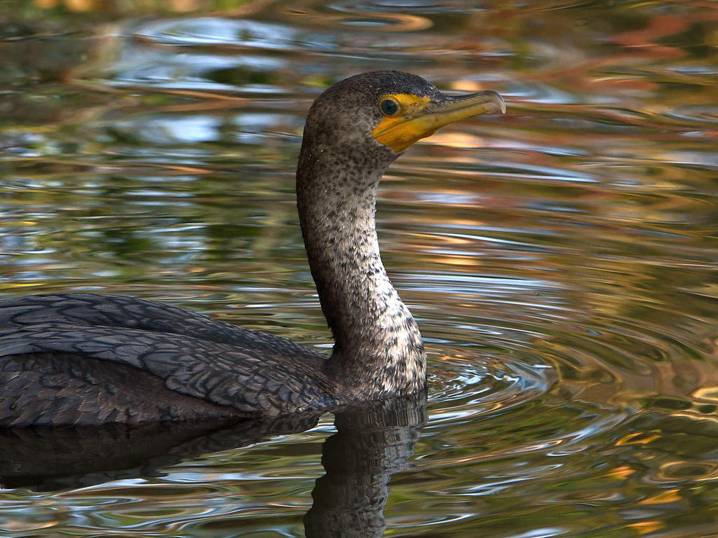 Cormorant.jpg