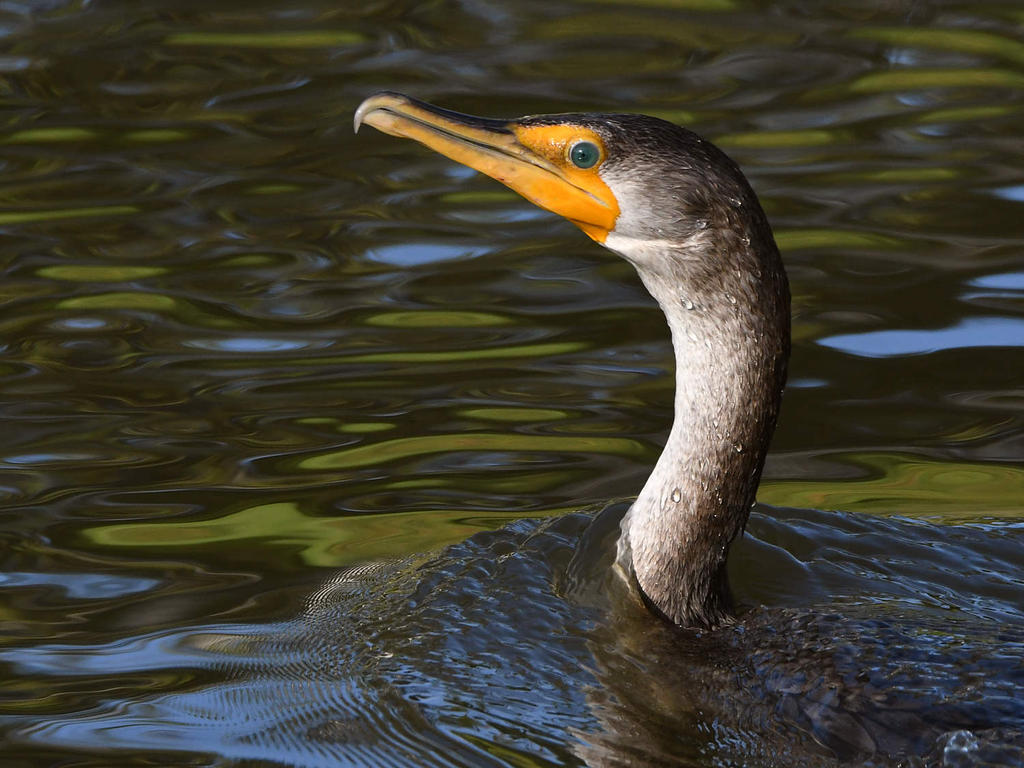 Cormorant.jpg