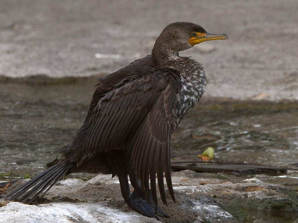 Cormorant.jpg