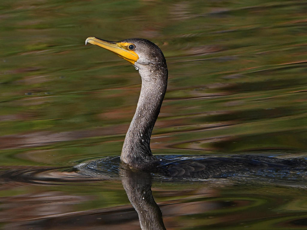Cormorant.jpg