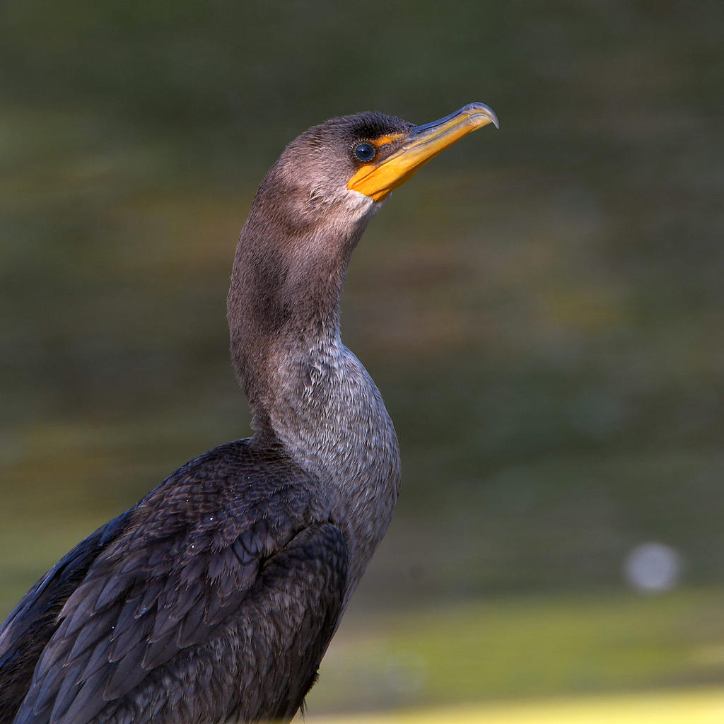 Cormorant.jpg