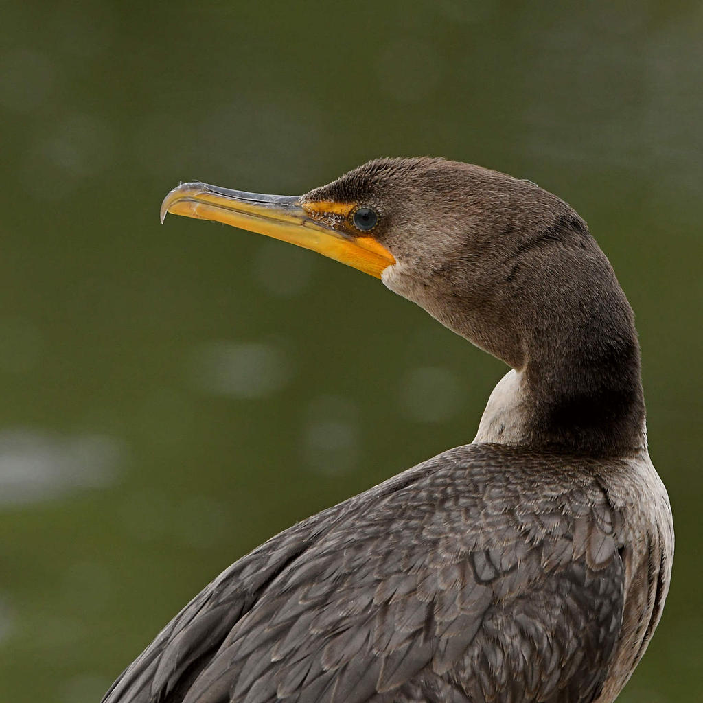 Cormorant.jpg