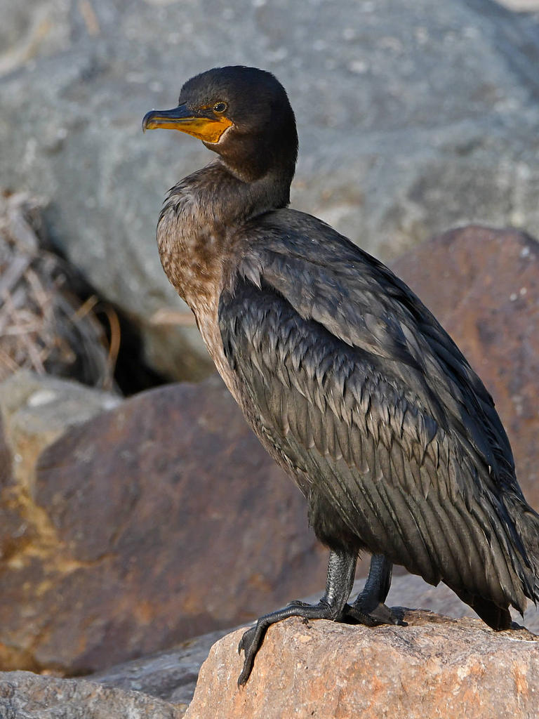 Cormorant.jpg