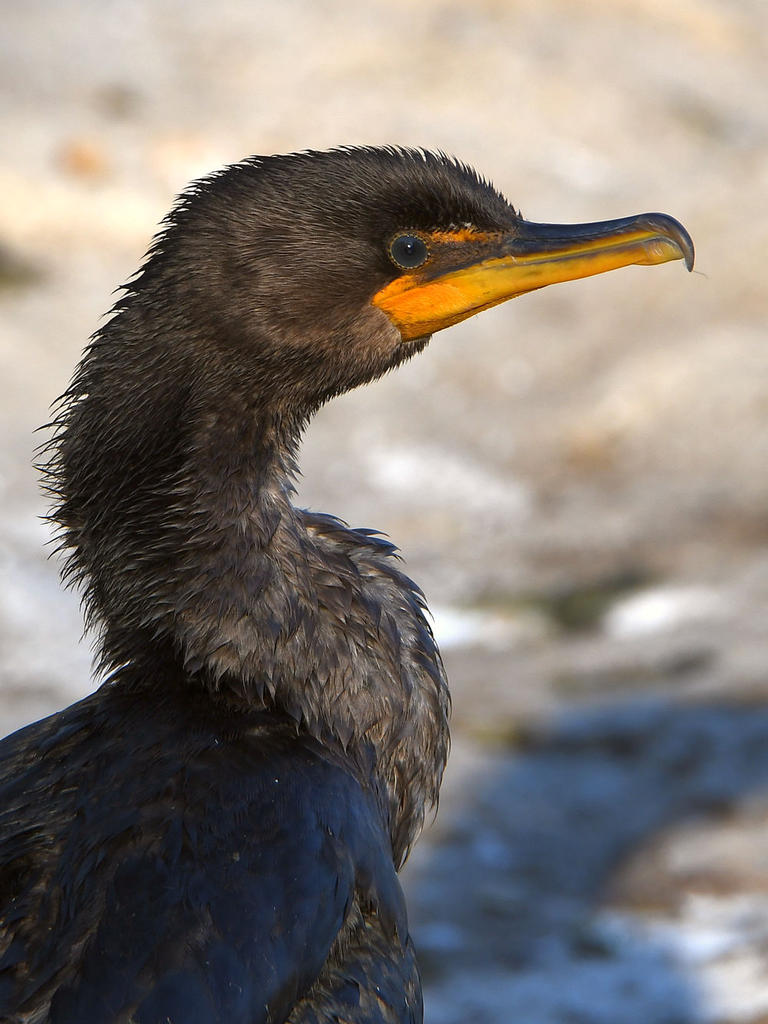 Cormorant.jpg