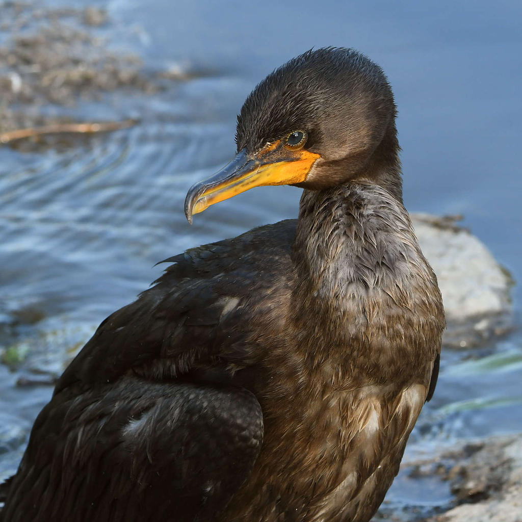 Cormorant.jpg