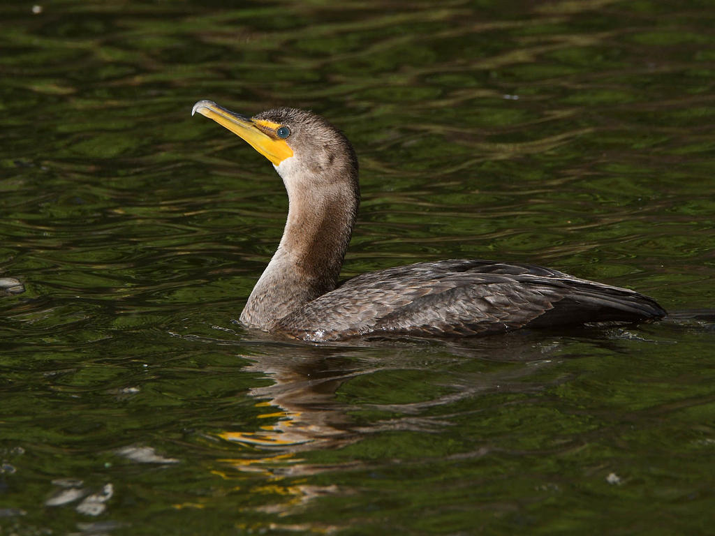 Cormorant.jpg