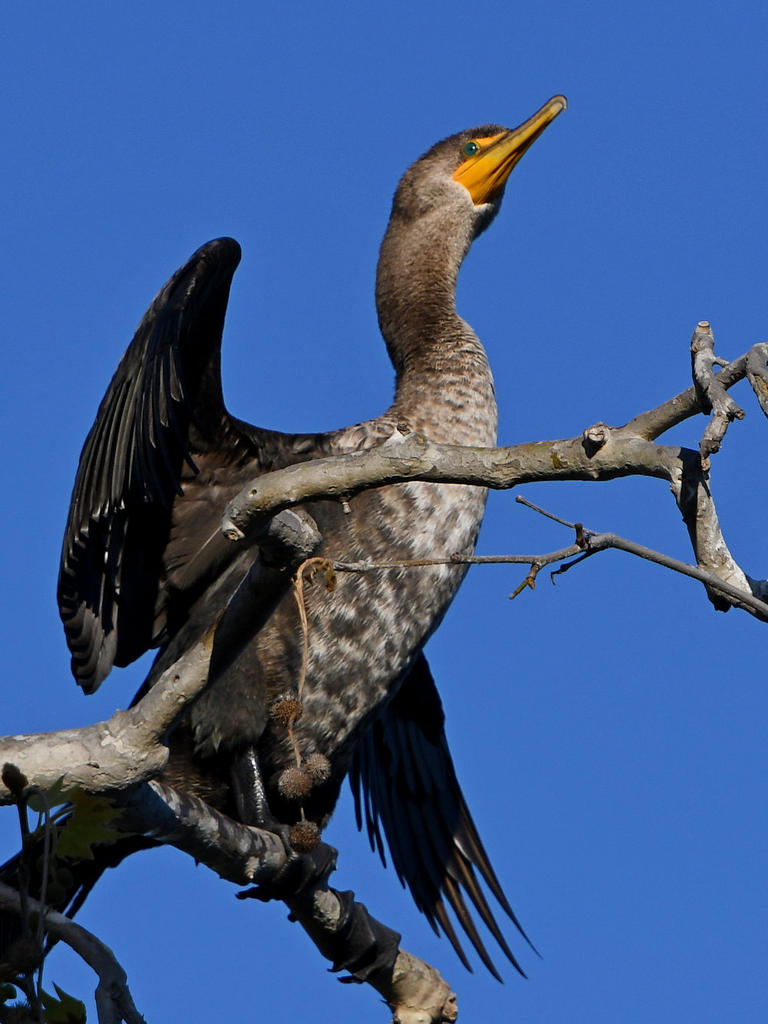 Cormorant.jpg