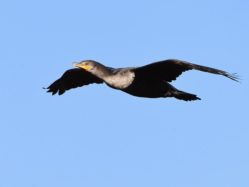 Cormorant.jpg