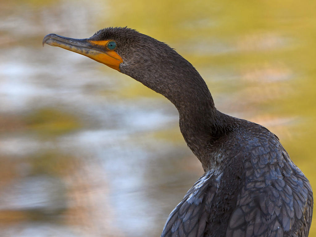 Cormorant.jpg