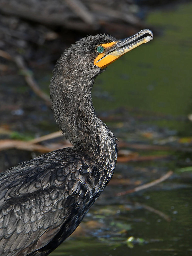 Cormorant.jpg