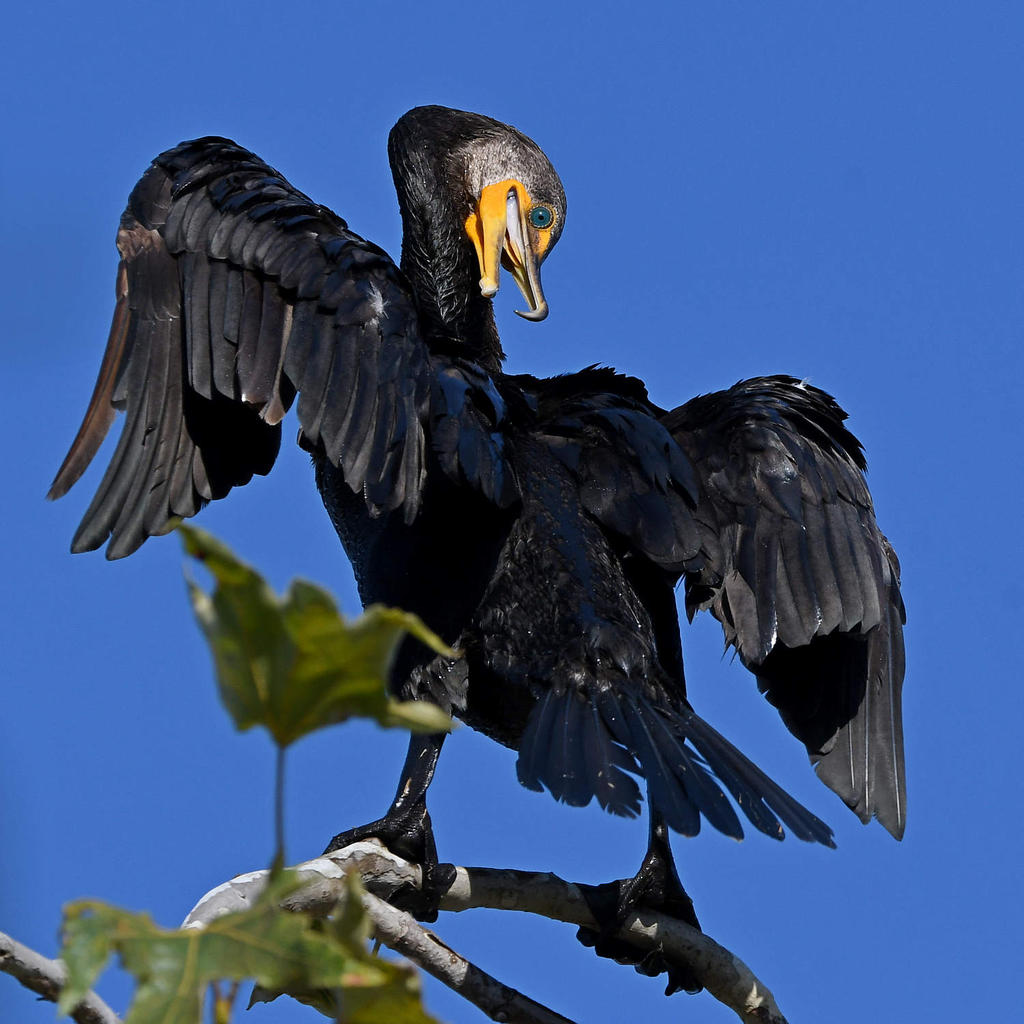 Cormorant.jpg