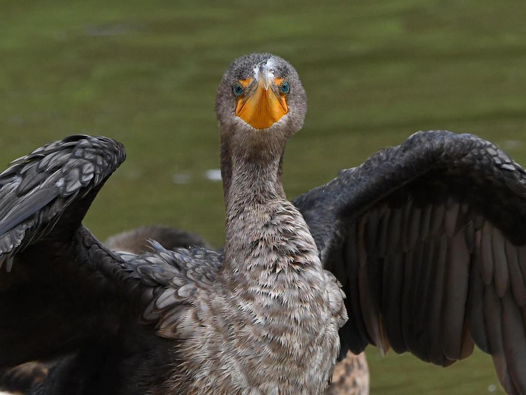 Cormorant.jpg