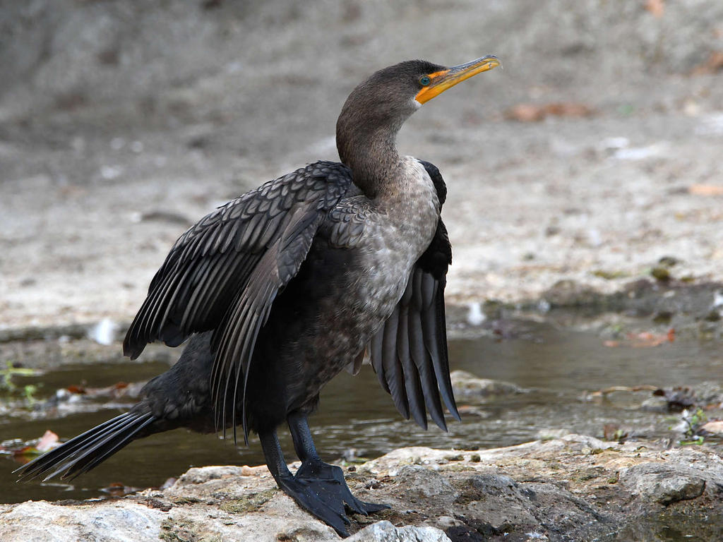 Cormorant.jpg