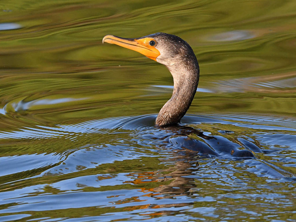 Cormorant.jpg