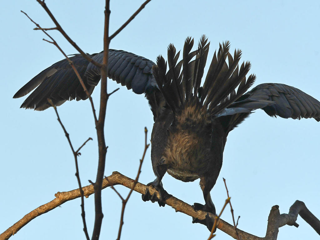 Cormorant.jpg
