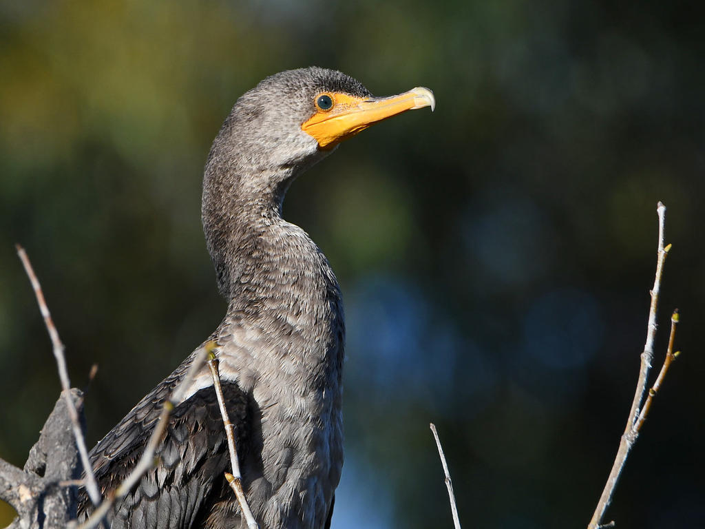 Cormorant.jpg