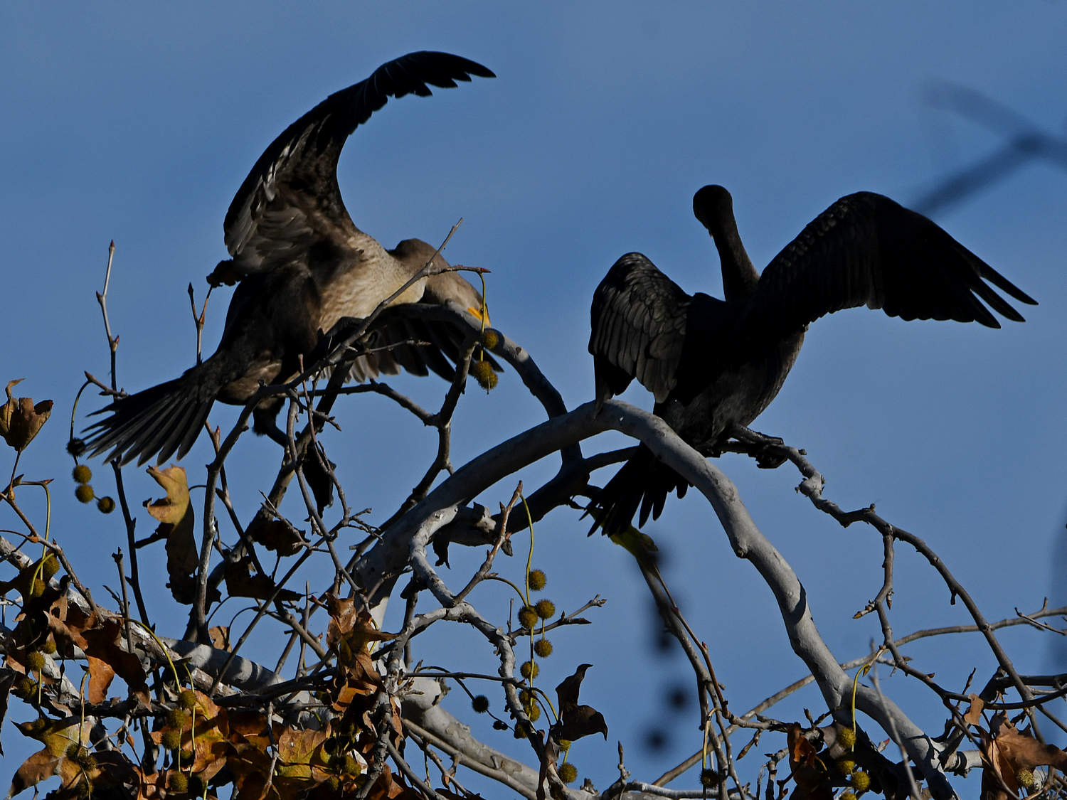 Cormorant.jpg