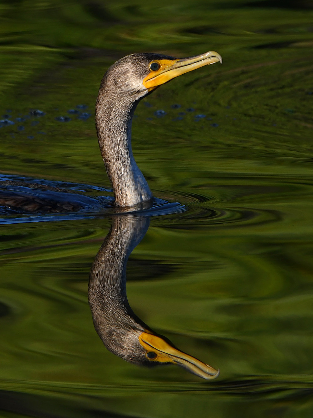 Cormorant.jpg