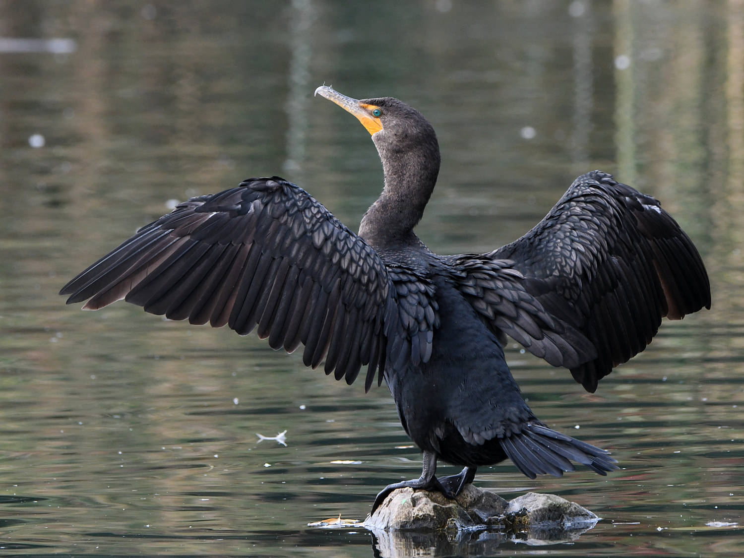 Cormorant.jpg