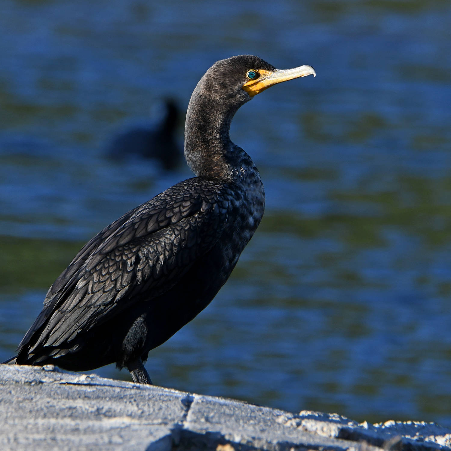 Cormorant.jpg