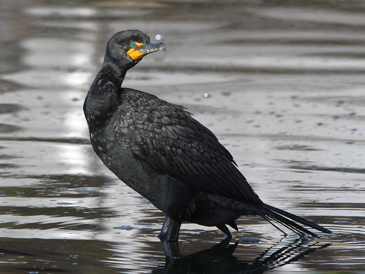 Cormorant.jpg