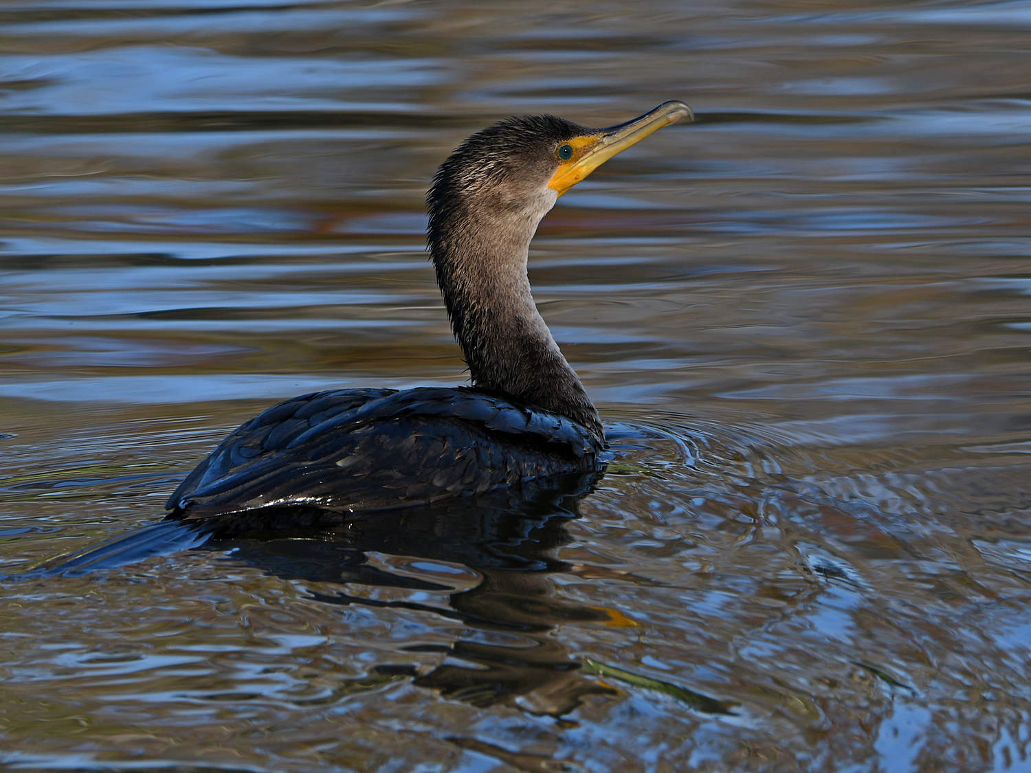 Cormorant.jpg