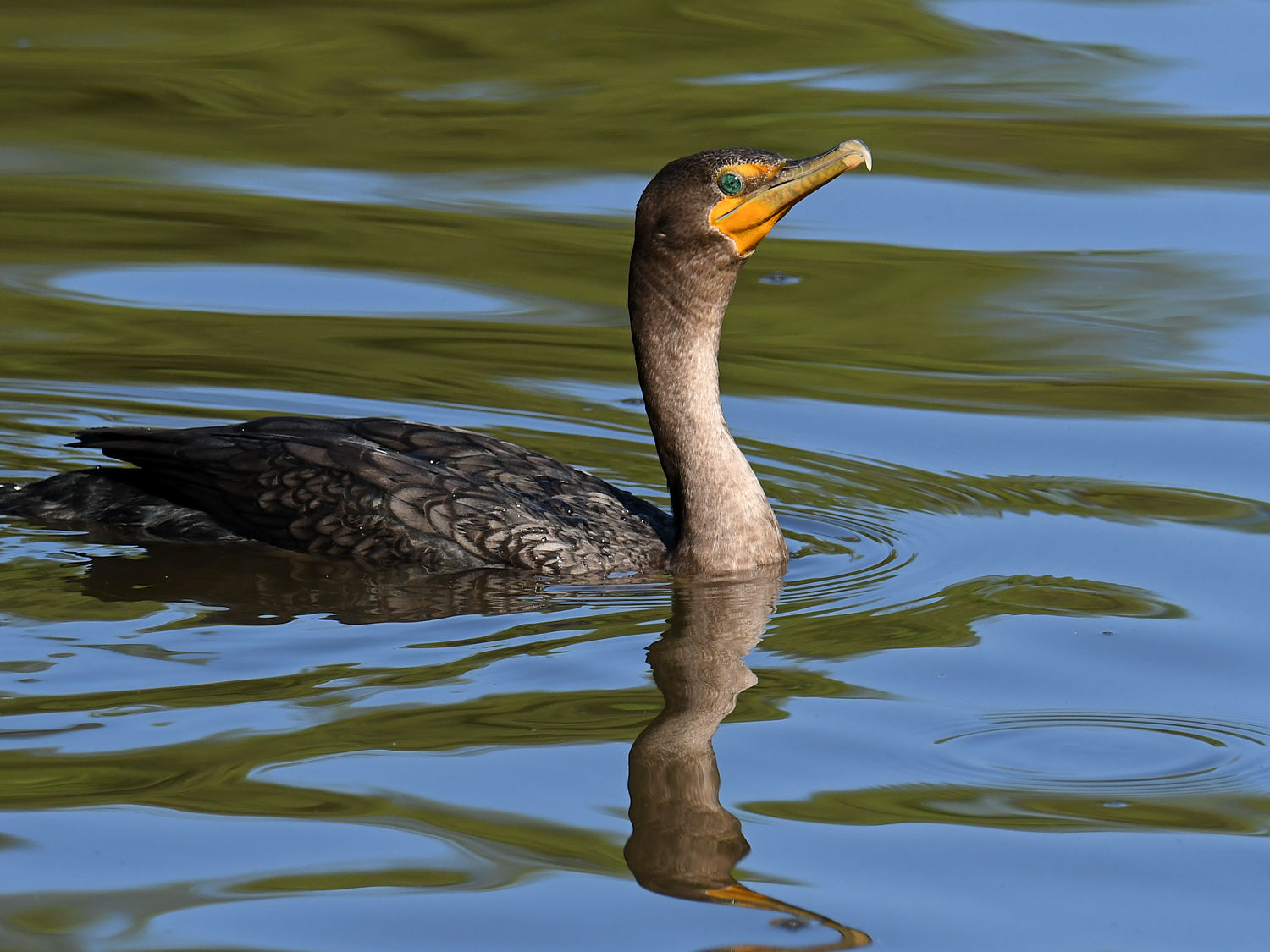 Cormorant.jpg