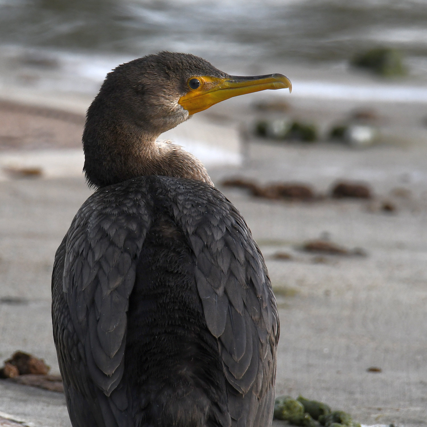 Cormorant.jpg