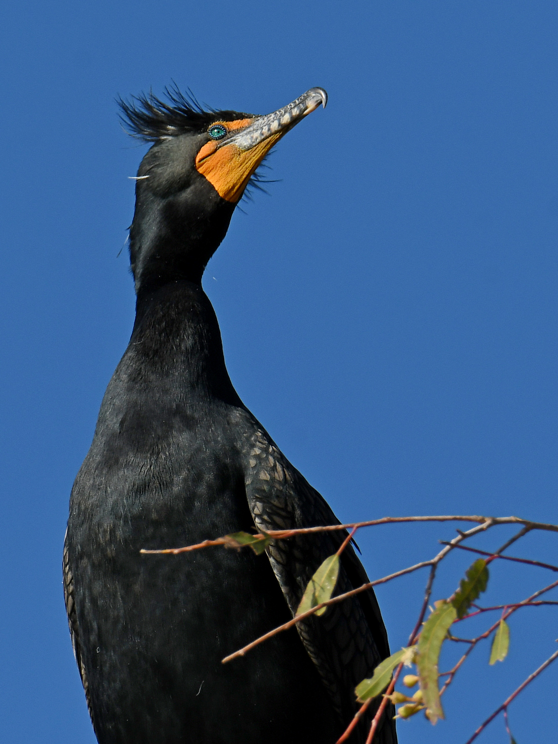 Cormorant.jpg