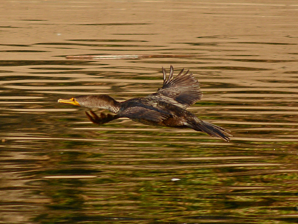 Cormorant.jpg