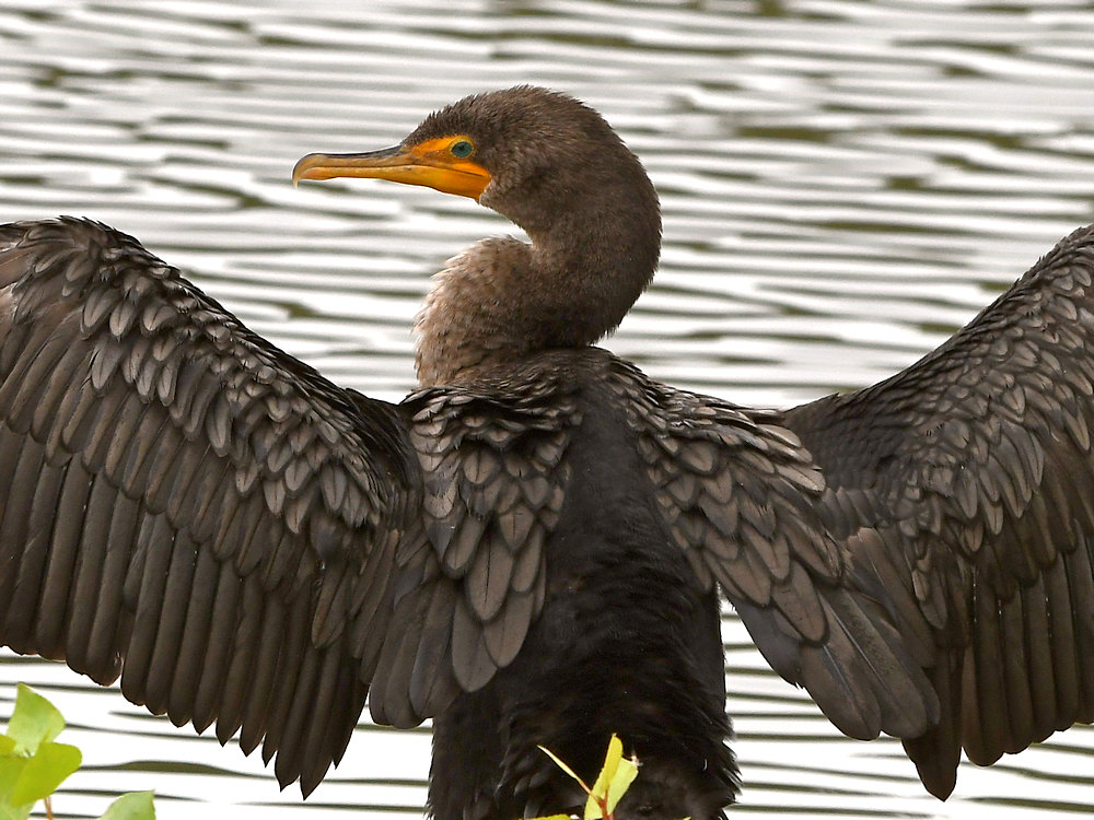 Cormorant10.jpg