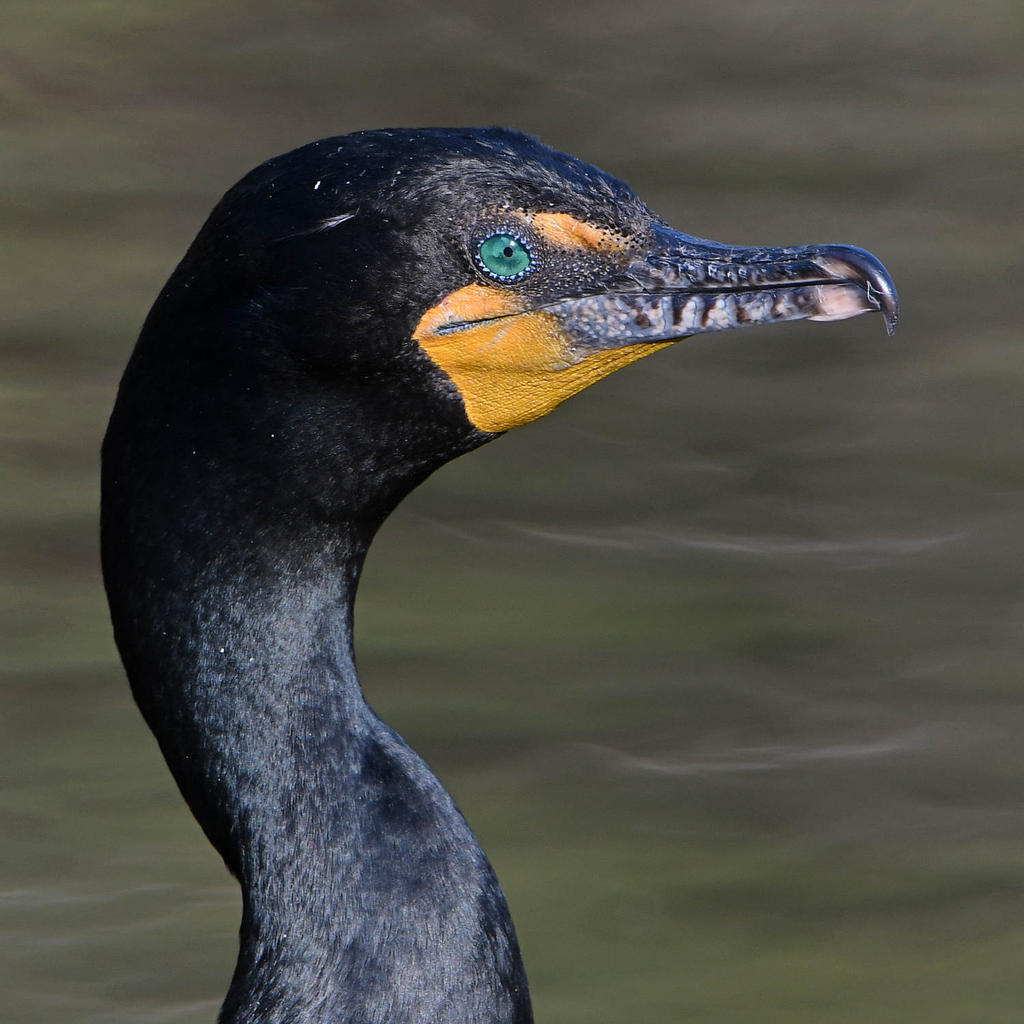 Cormorant10.jpg