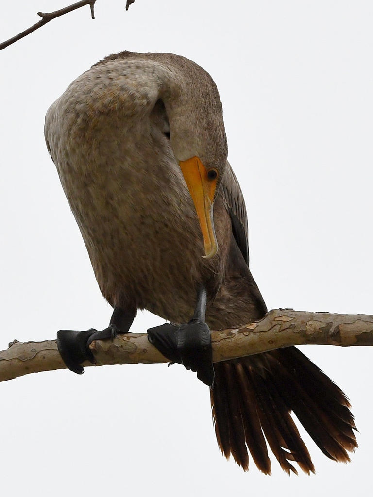 Cormorant10.jpg
