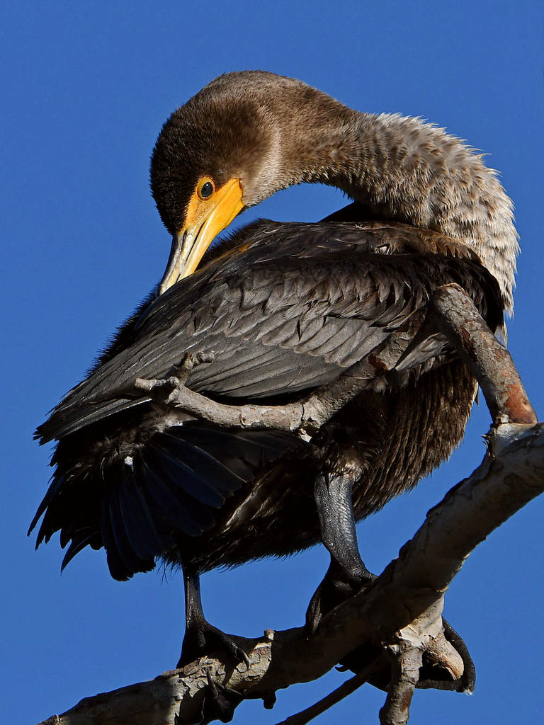 Cormorant10.jpg