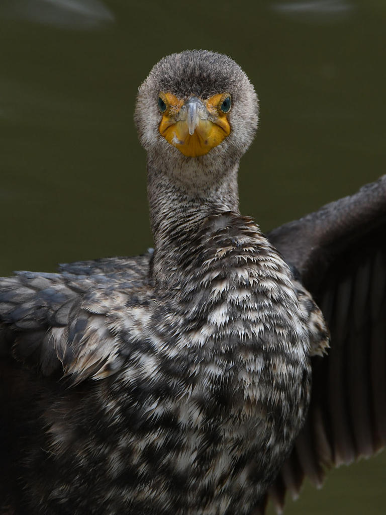 Cormorant10.jpg