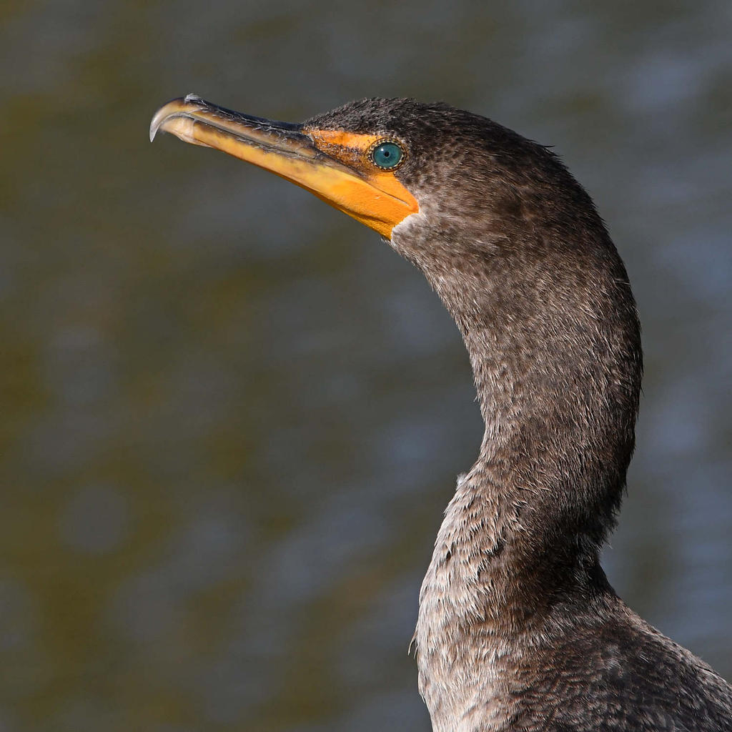 Cormorant10.jpg