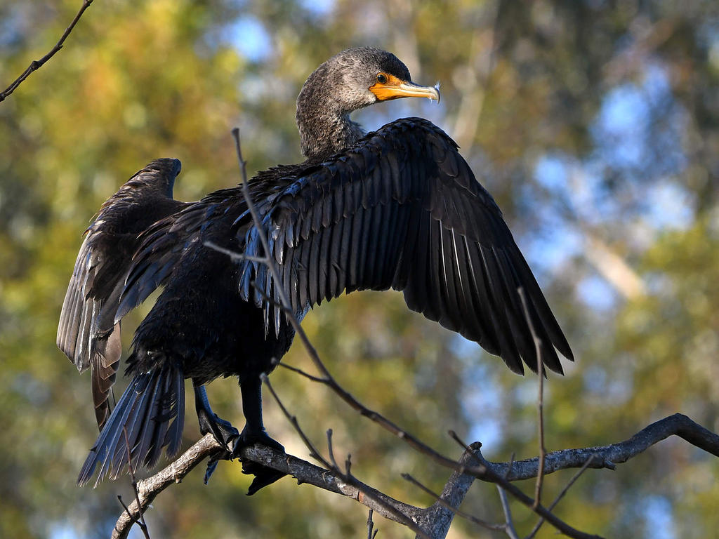Cormorant10.jpg