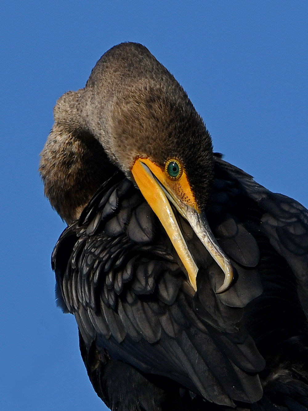 Cormorant10.jpg