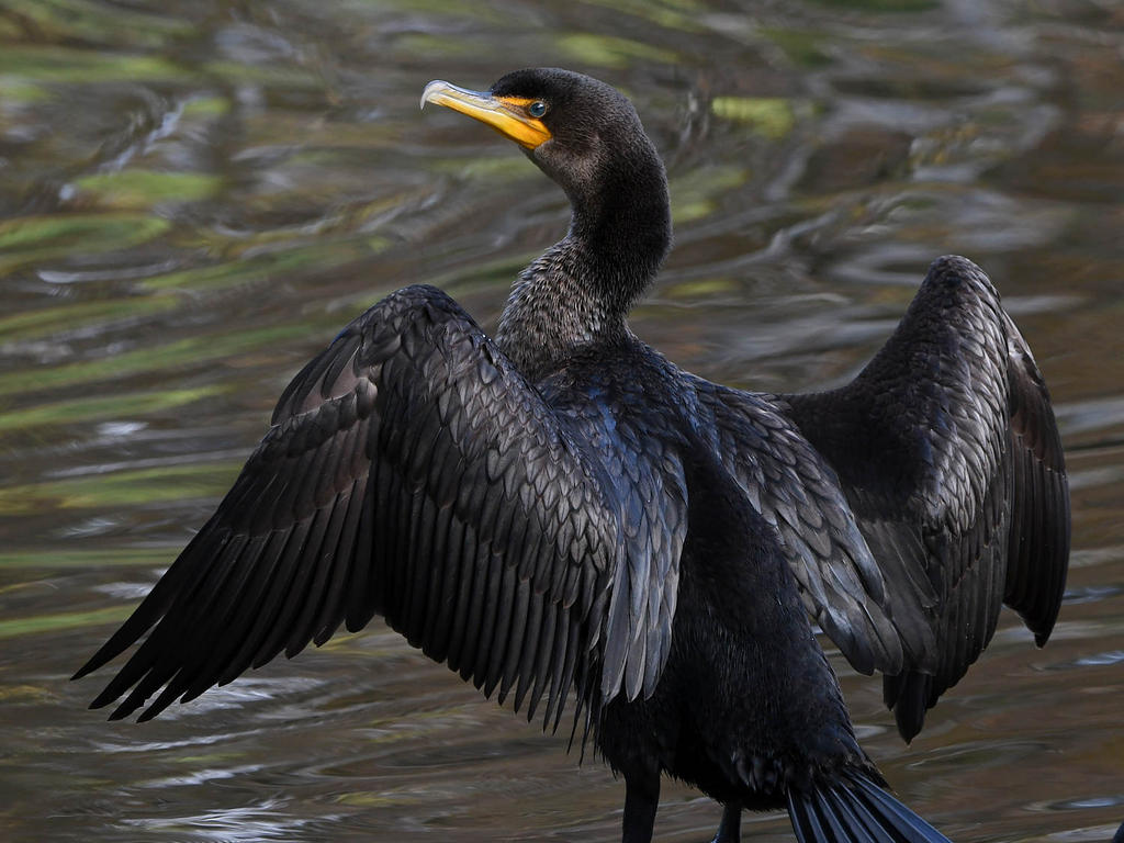 Cormorant11.jpg