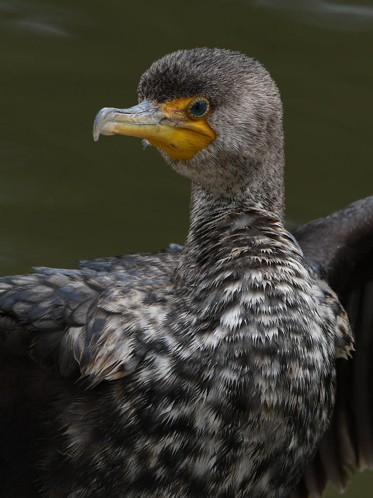 Cormorant11.jpg