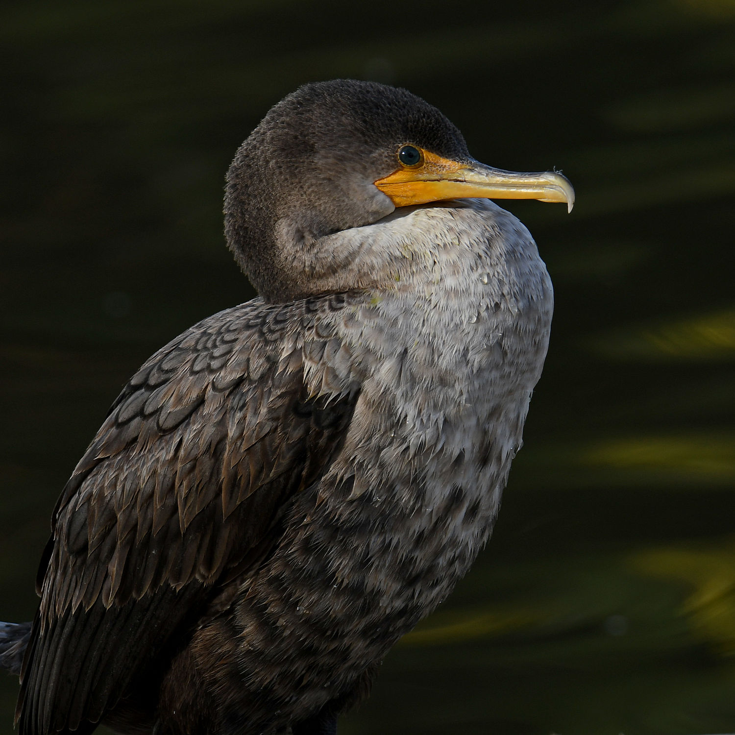 Cormorant12.jpg