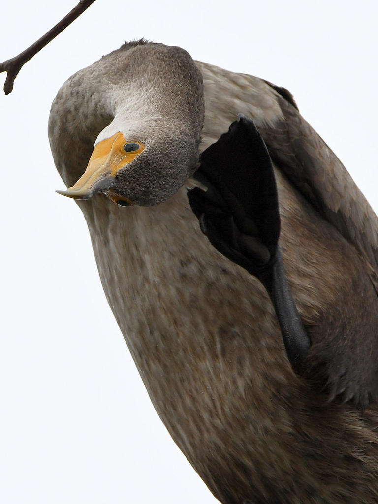 Cormorant13.jpg