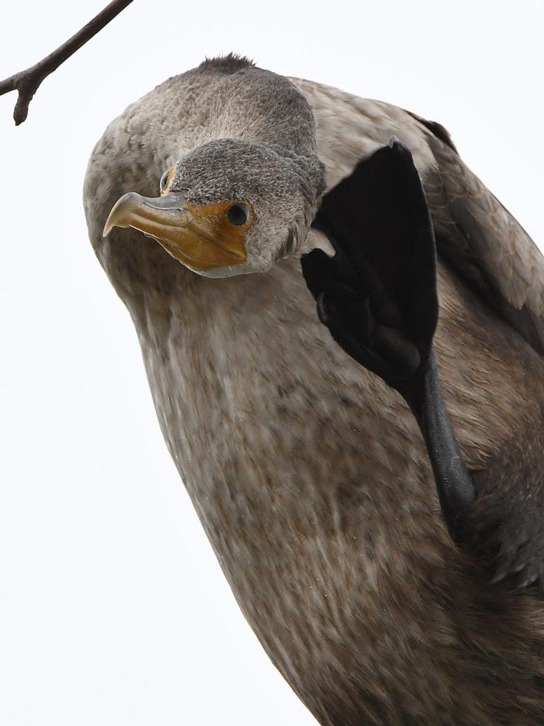 Cormorant14.jpg