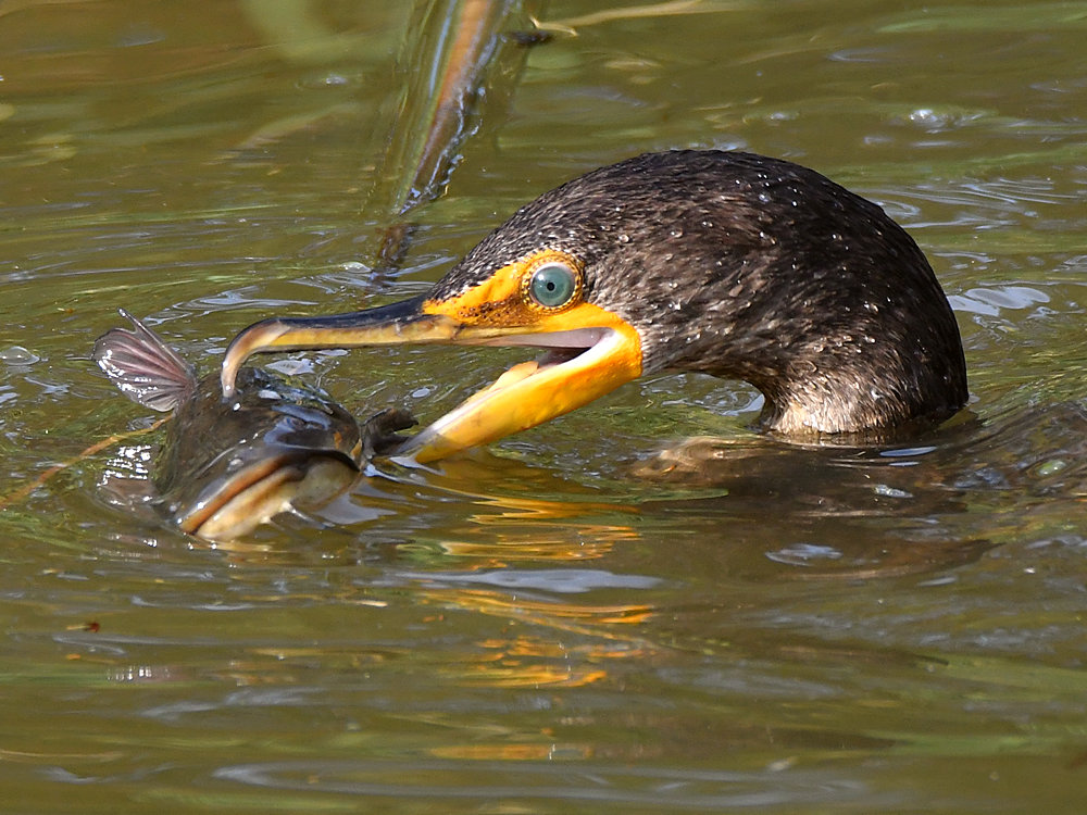 Cormorant19.jpg