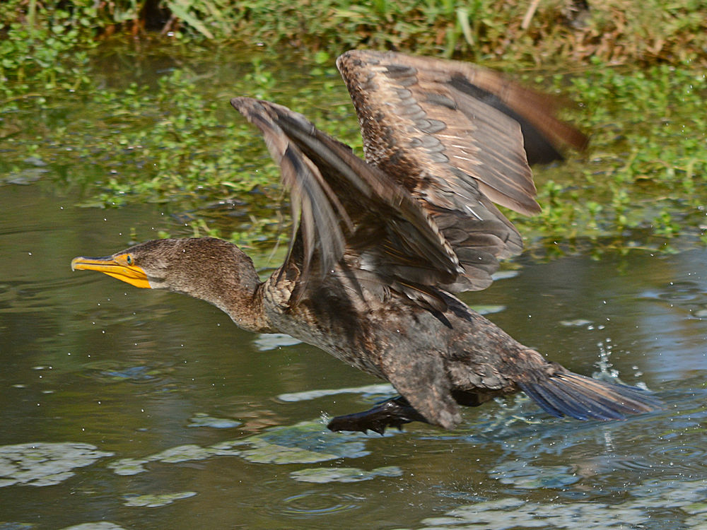Cormorant2.jpg
