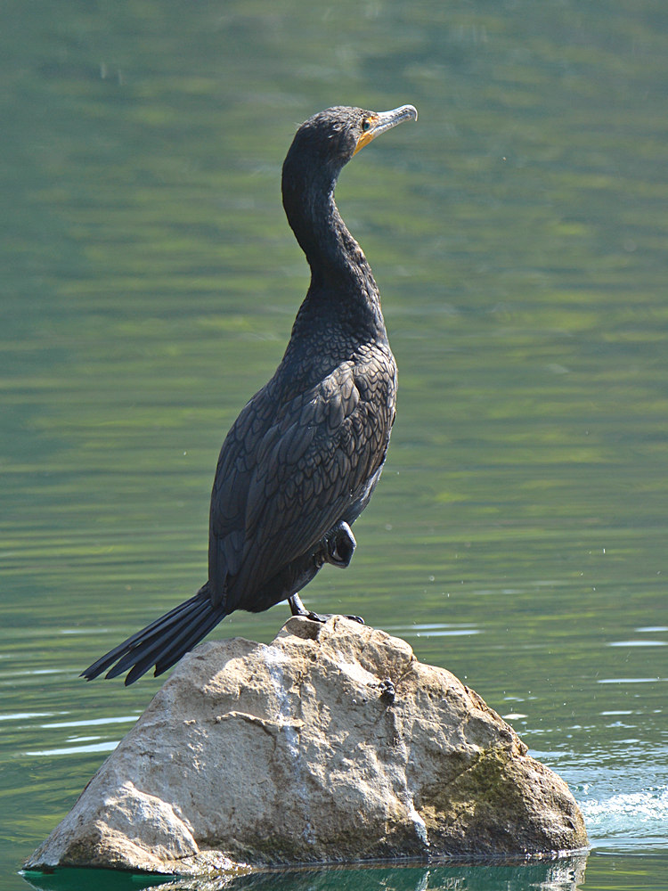 Cormorant2.jpg
