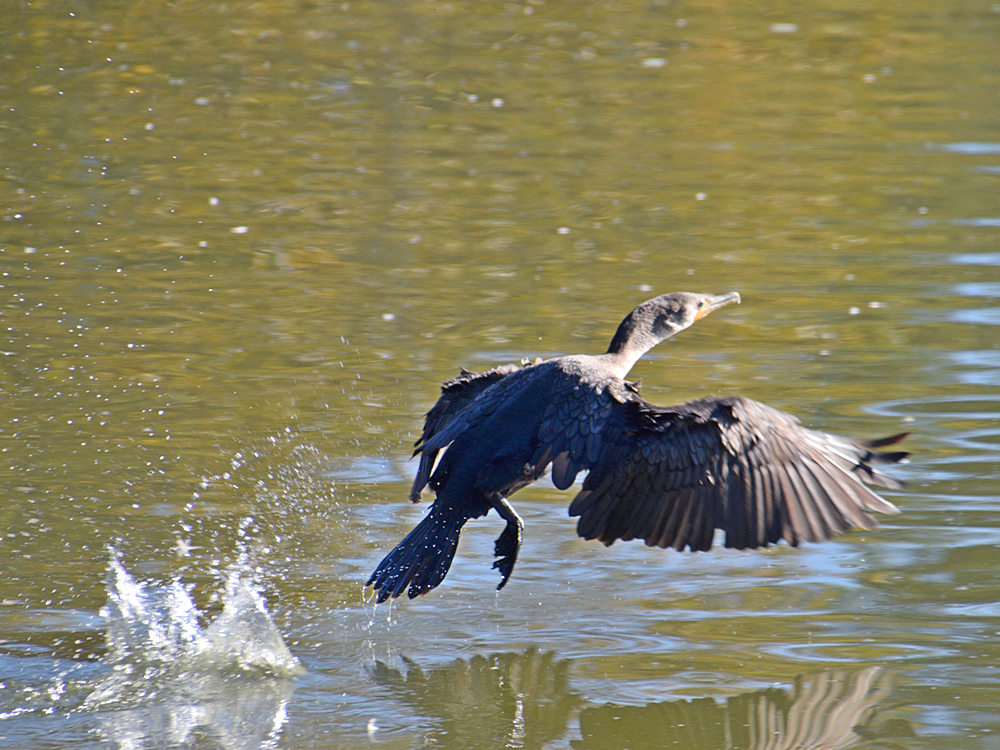 Cormorant2.jpg