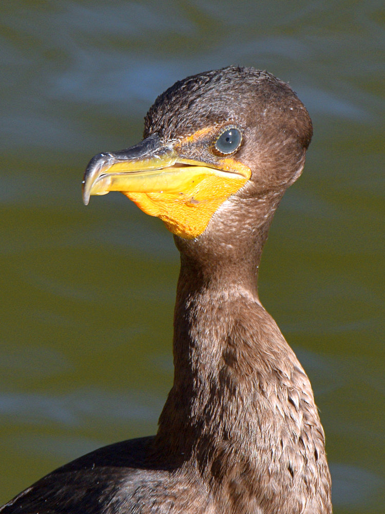 Cormorant2.jpg