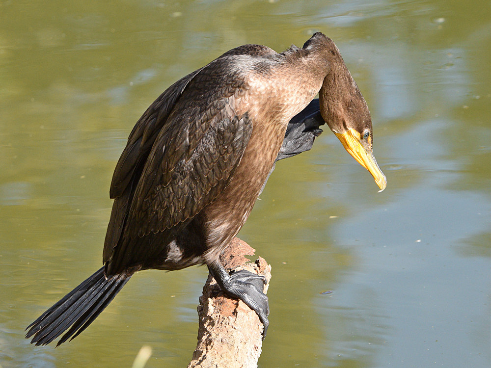 Cormorant2.jpg