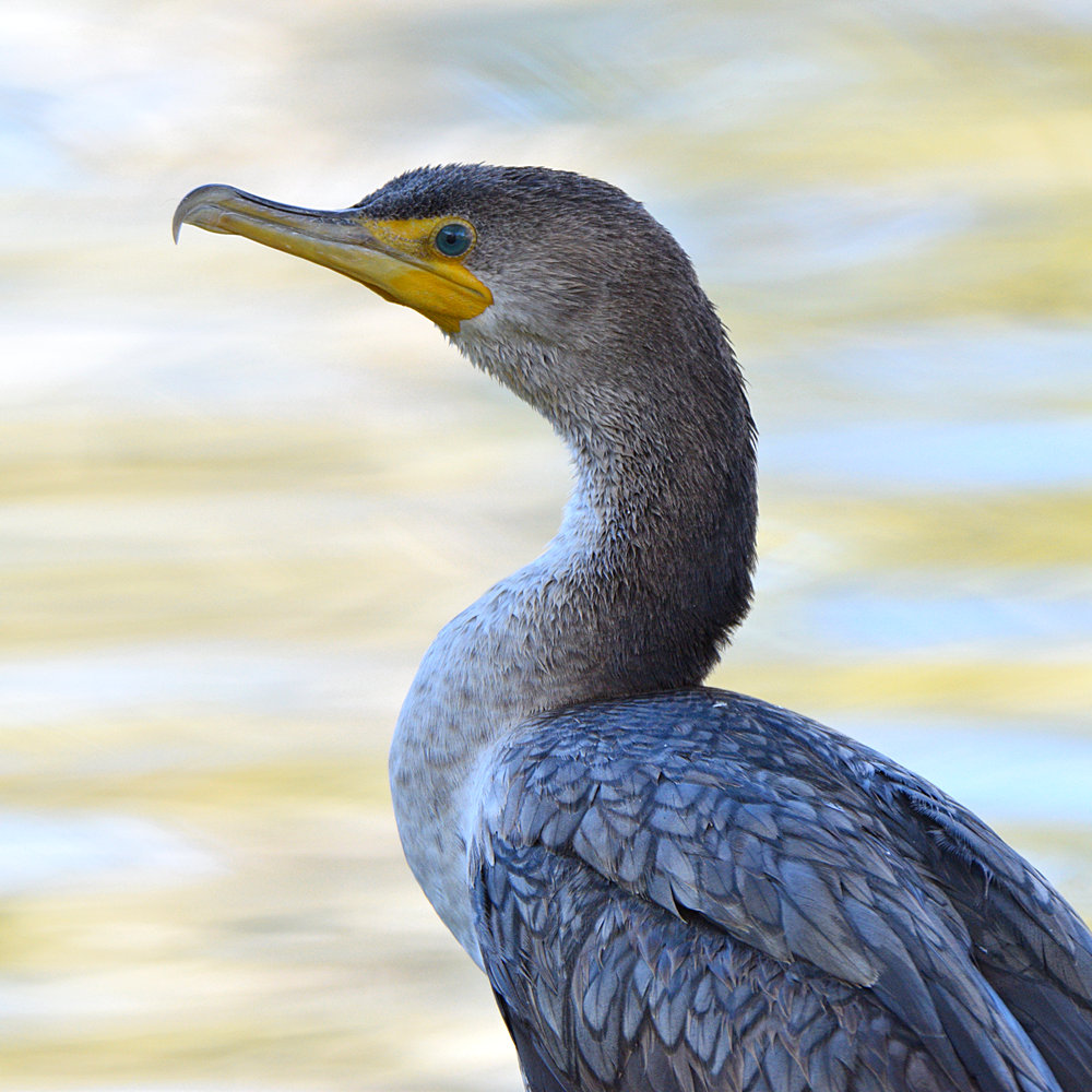 Cormorant2.jpg